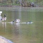 Un beau petit lac par contre où un couple de bernaches<br /> et quatre canards avaient élu domicile